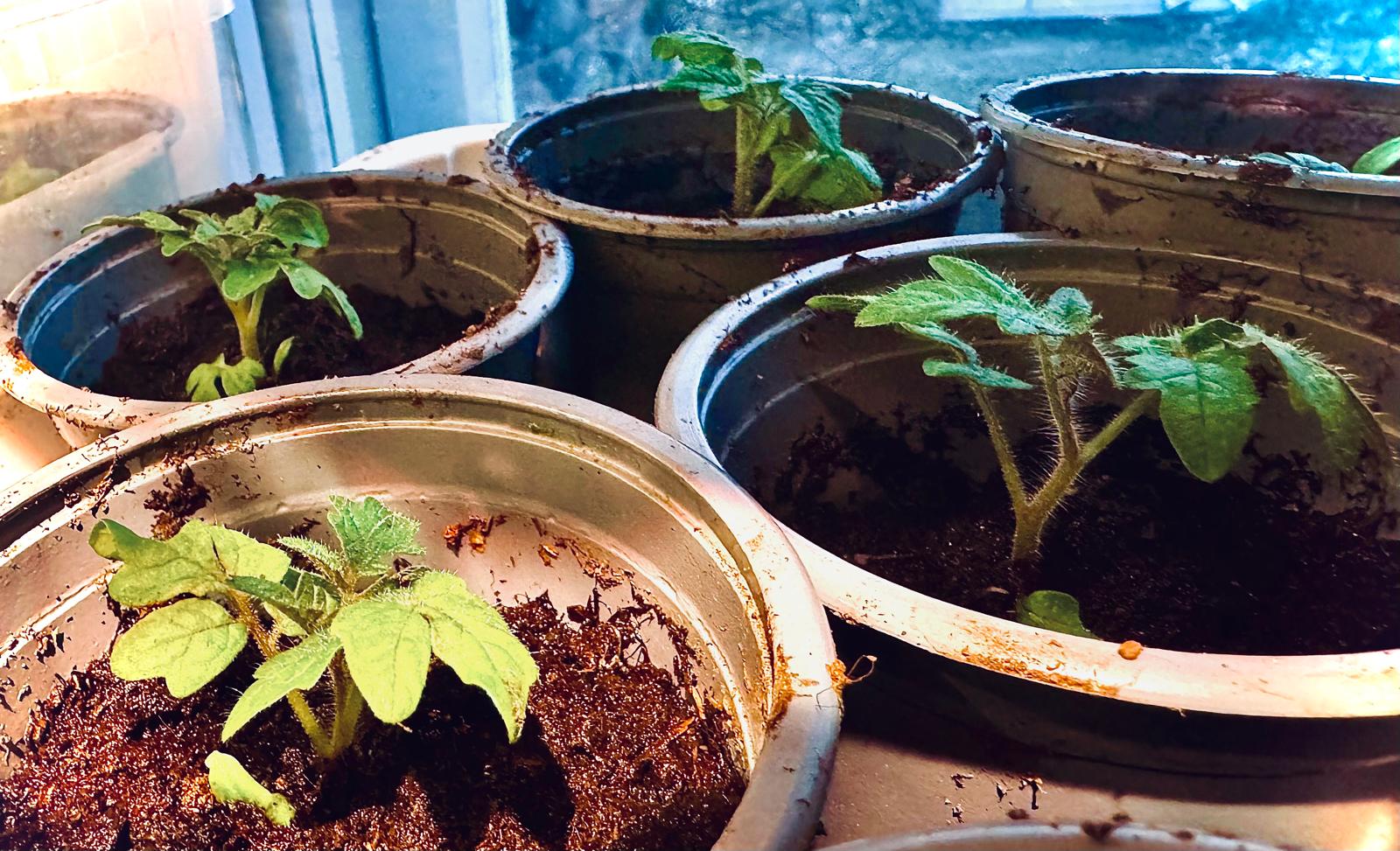 - Psykoanalyyttista ajattelua arkisesti -